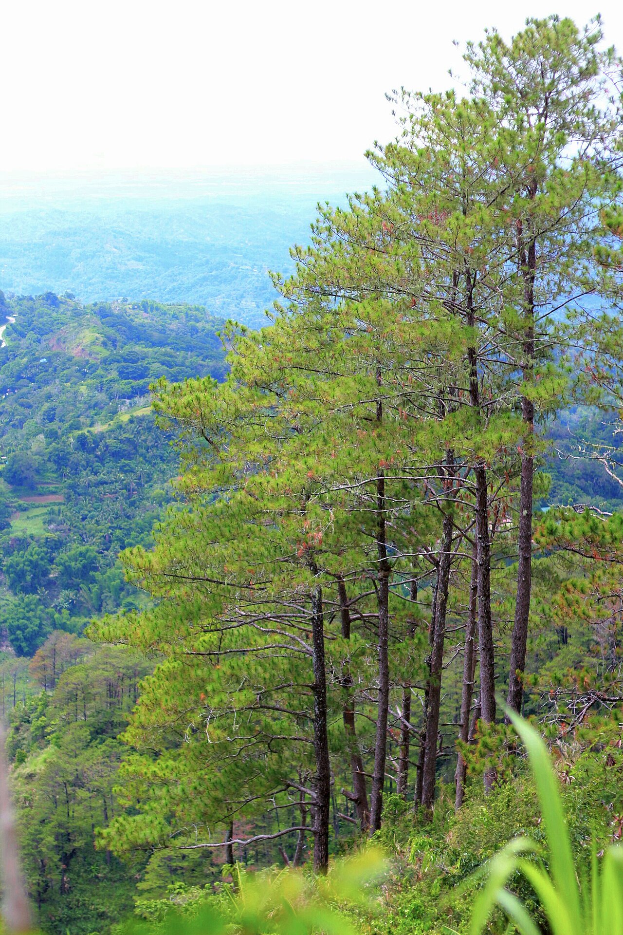 Bucari Pine Forest
